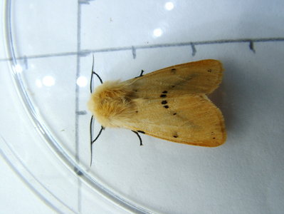 Buff Ermine